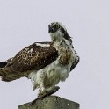 Rapaces